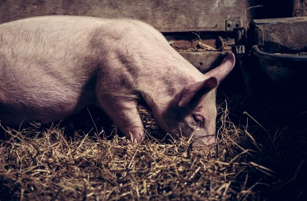 Da maiali allevati e macellati in Friuli - Salumificio Pantarotto